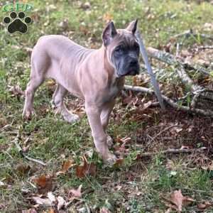 Waffles, Cane Corso Puppy